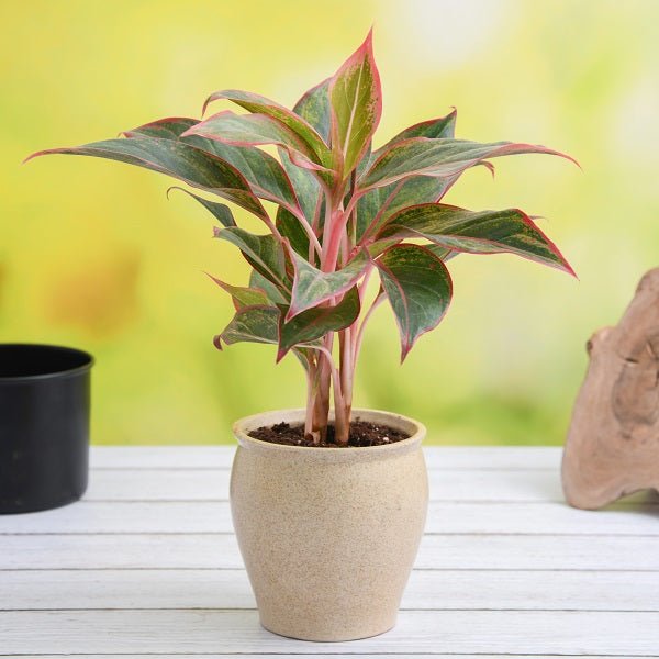 Aglaonema Chinese Evergreen plants with colorful variegated foliage collection display