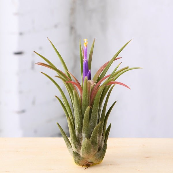 Stunning variety of air plants displayed for indoor gardening and decoration