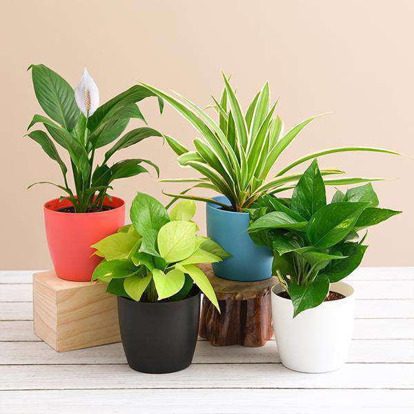 Air-Purifying Plants Pack featuring lush green foliage for cleaner indoor air