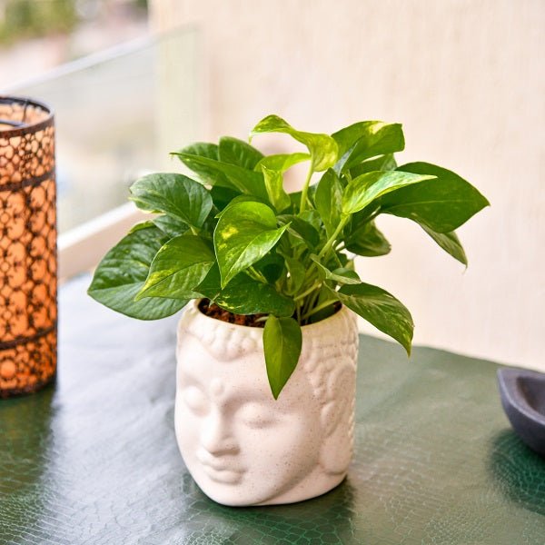 Air-purifying plants displayed in home settings including pothos, peace lily and spider plants