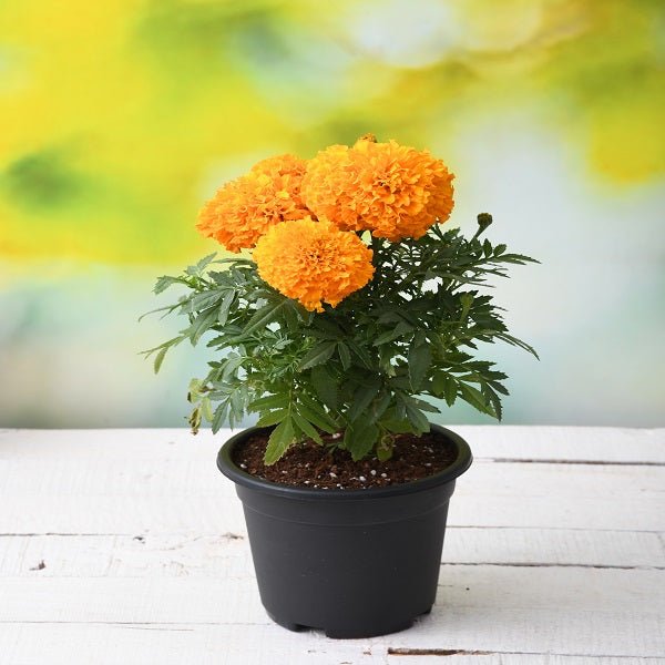 All season flowering plants with vibrant blooms in various colors and varieties