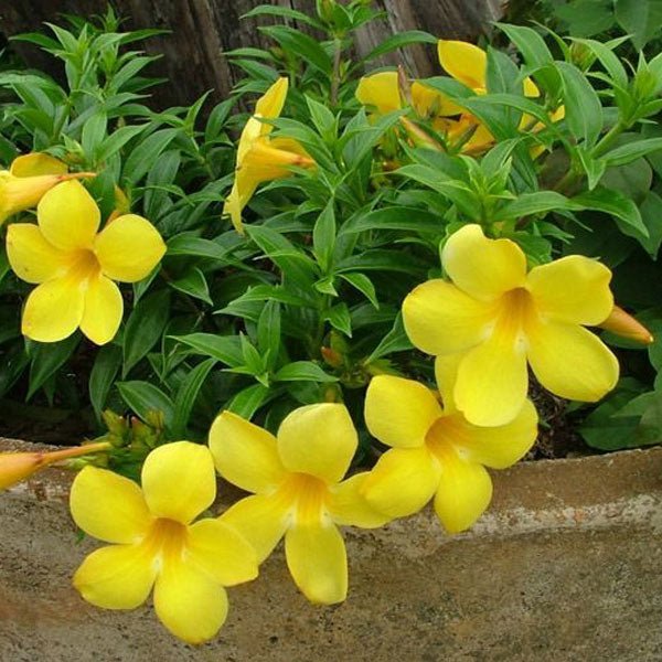 Allamanda plants featuring bright golden trumpet flowers and lush tropical foliage