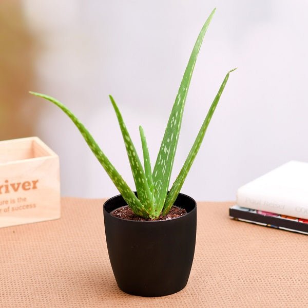 Aloe Vera Plants collection featuring vibrant green succulents and natural products