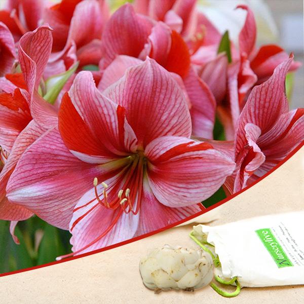 Vibrant Amaryllis Bulbs collection displaying colorful lily flowers perfect for indoor gardens
