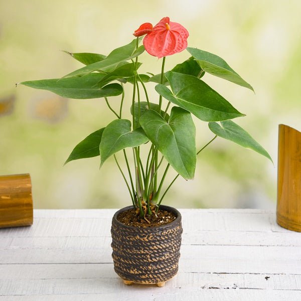 Vibrant Anthurium plants with glossy green leaves and striking red heart-shaped flowers