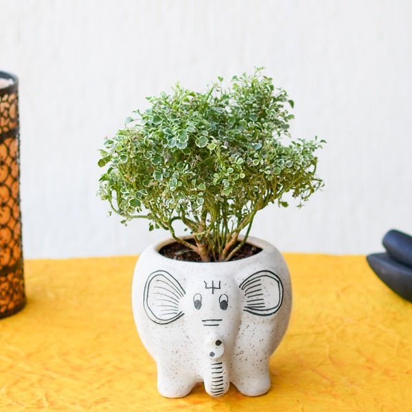 Vibrant Aralia plants with striking foliage suitable for indoor plant collectors