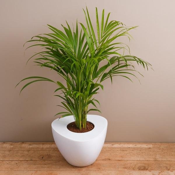 Areca Palm collection showcases tall plants with feathery green tropical fronds