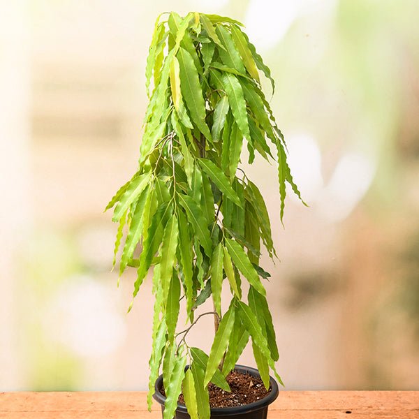 Healthy Ashoka Trees featuring rich emerald foliage and elegant ornamental structure