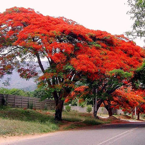 Scenic tree-lined avenue displaying the Avenue Trees collection's finest selections
