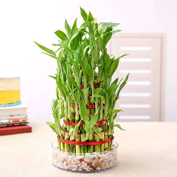 Bamboo Plants collection featuring lush green varieties in decorative pots and planters