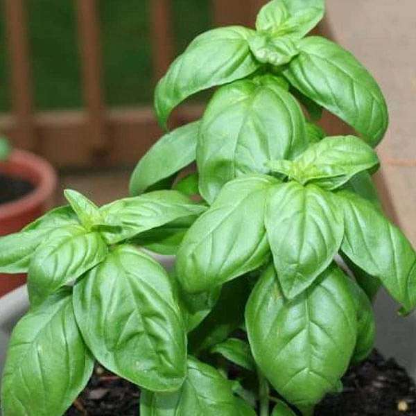 Basil Seeds collection featuring fresh basil plant and garden seed packets