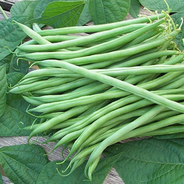 Assorted bean seed packets in the Beans Seeds collection for home gardeners
