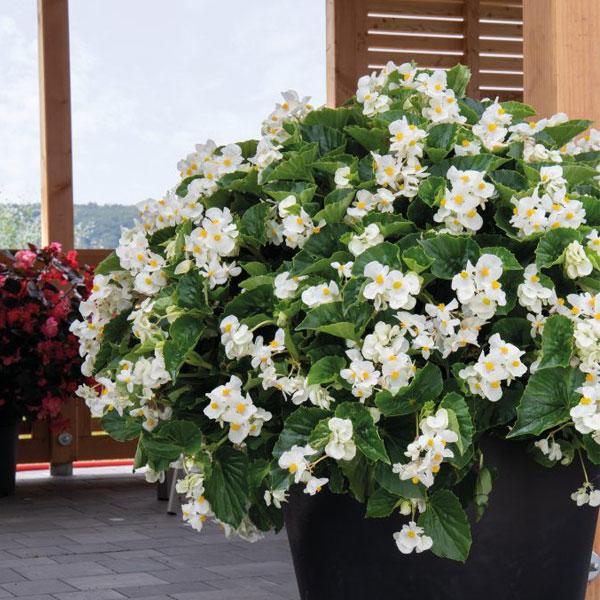 Begonia collection featuring vibrant begonia plants with colorful foliage and blooms