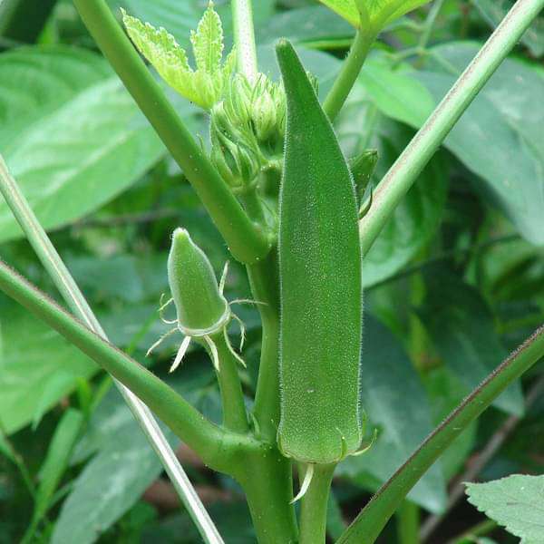 Bhindi Okra Seeds collection displaying fresh, ready-to-plant seeds for home gardens