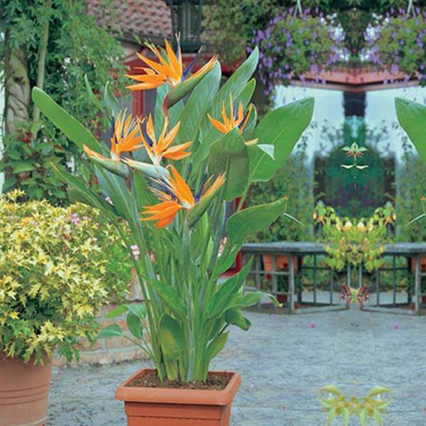 Bird of Paradise plants with vibrant orange and blue tropical flowers