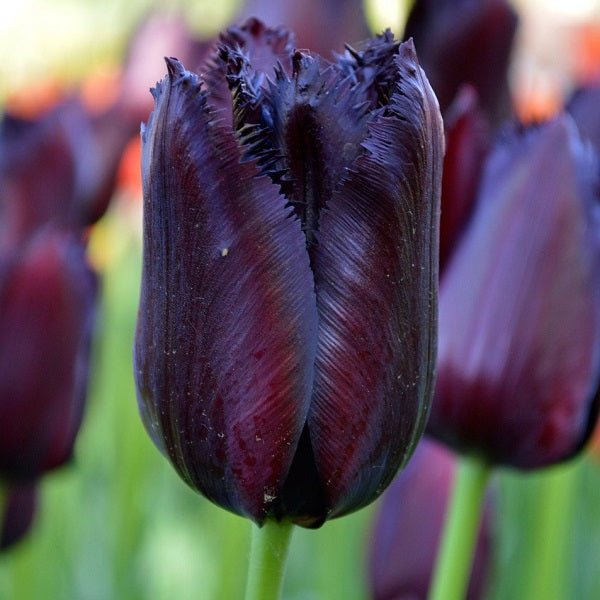 Black Flower Bulbs collection of premium dark-blooming bulbs for gardens