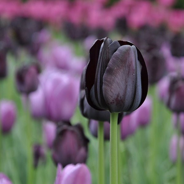 Black Flower Plants collection displaying striking dark-petaled blooms with vibrant green foliage