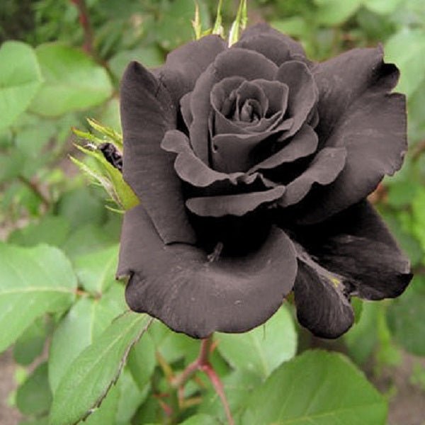 Black Rose collection showcasing dark rose designs and elegant luxury apparel