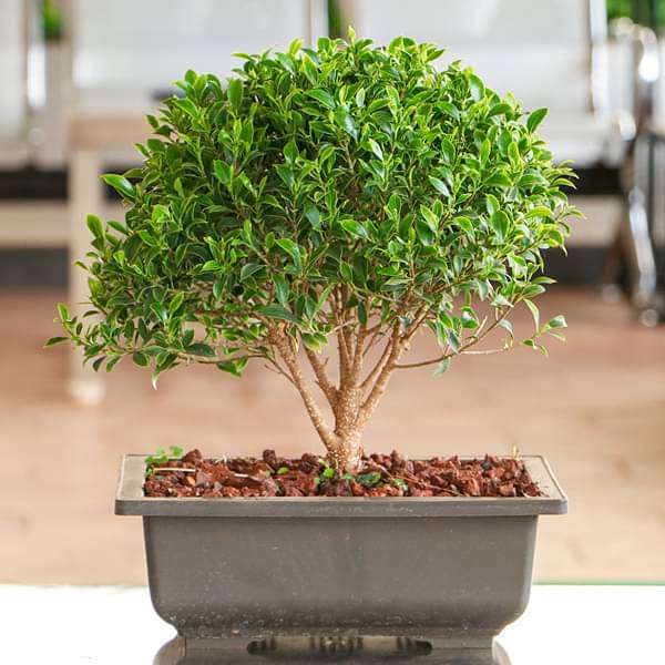 Bonsai plants collection featuring miniature cultivated trees in decorative ceramic pots and vessels