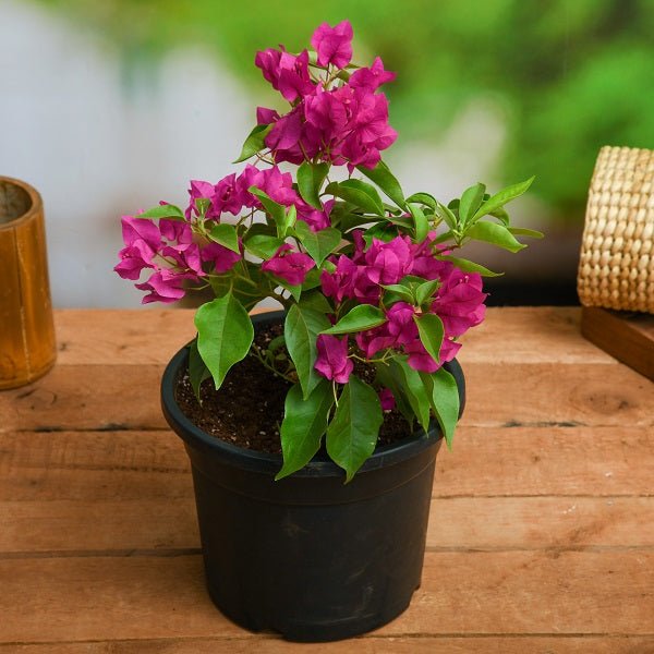 Bougainvillea Plants collection with vibrant colorful flowering displays