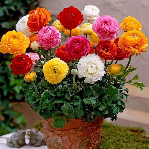 Vibrant flower bulbs collection showcasing colorful varieties for spring planting