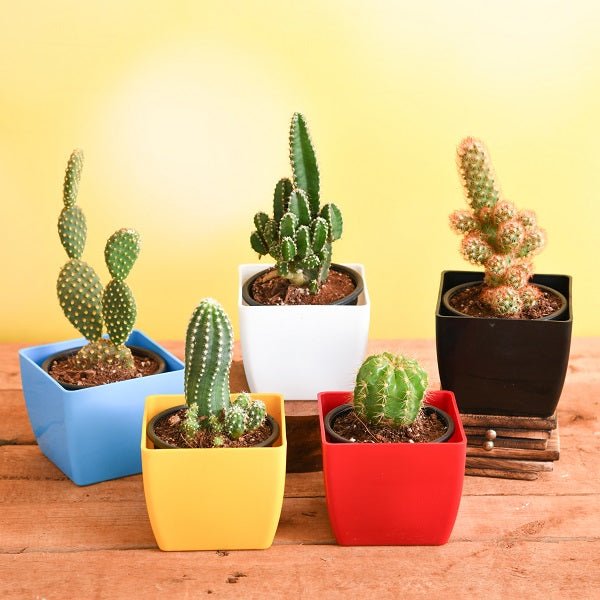 Cactus collection featuring vibrant spiky desert plants and succulents