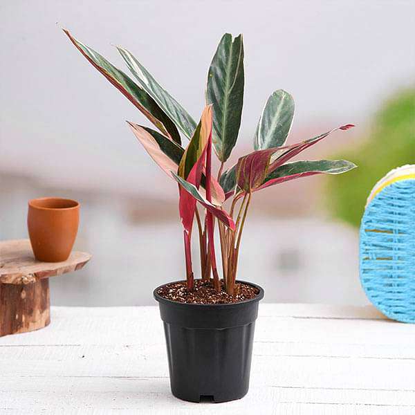 Calathea prayer plants collection showcasing vibrant green foliage and distinctive leaf patterns indoors