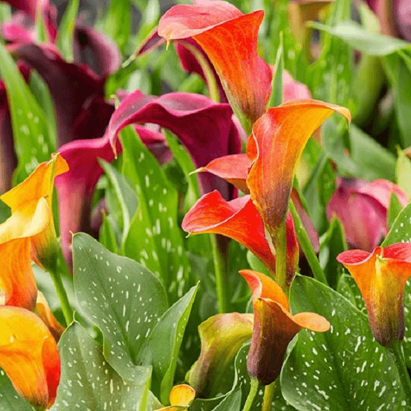 Calla Lily Bulbs collection featuring elegant white and colored blooms for gardens