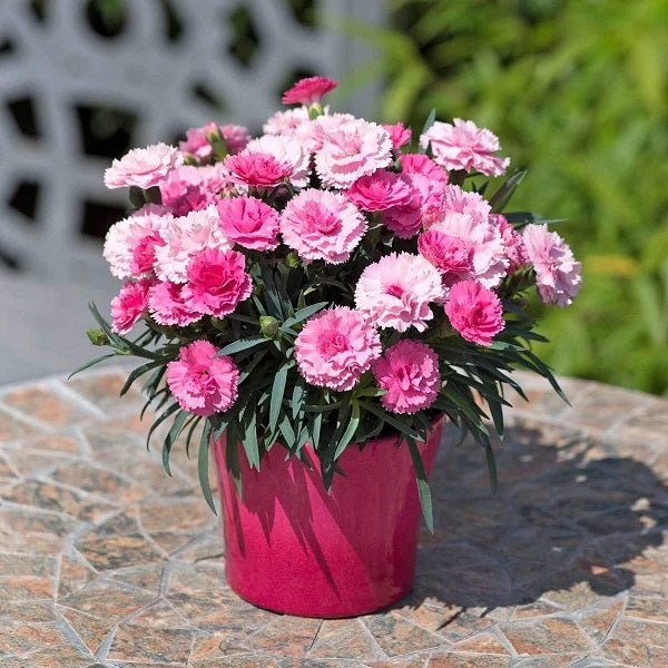 Beautiful blooming carnations in rich colors showcase the Carnation collection