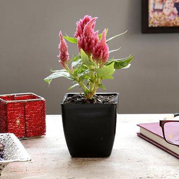 Vibrant Celosia flowering plants with rich, colorful blooms from our collection