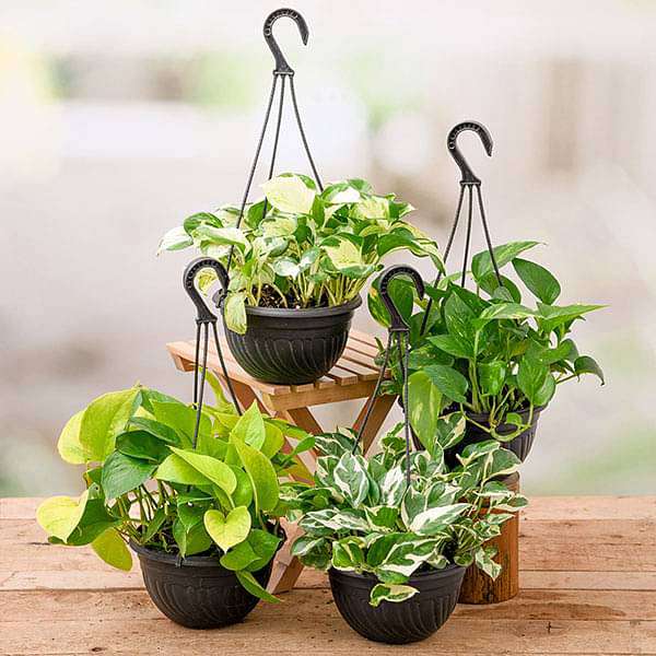 Money Plants in hanging baskets from the Climber Plants collection