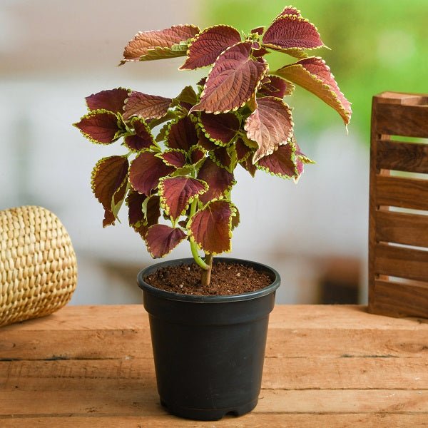 Vibrant Coleus plants displaying colorful patterned leaves and dynamic foliage