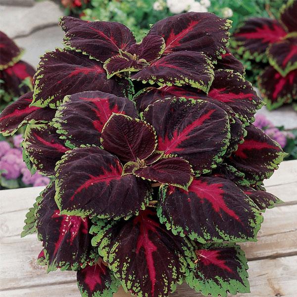 Colorful Foliage Plants collection featuring vibrant botanical display of multicolored leafy varieties
