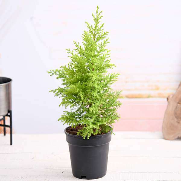 Lush green Conifer Plants including pine, spruce, and fir evergreen varieties
