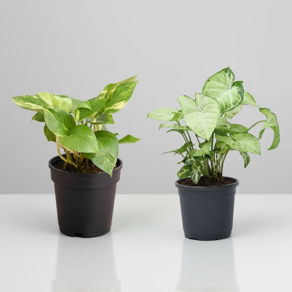 Creeper Plants collection featuring air-purifying varieties in convenient potted packs