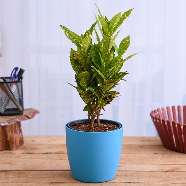 Vibrant Croton plants with striking multicolored tropical foliage in this collection