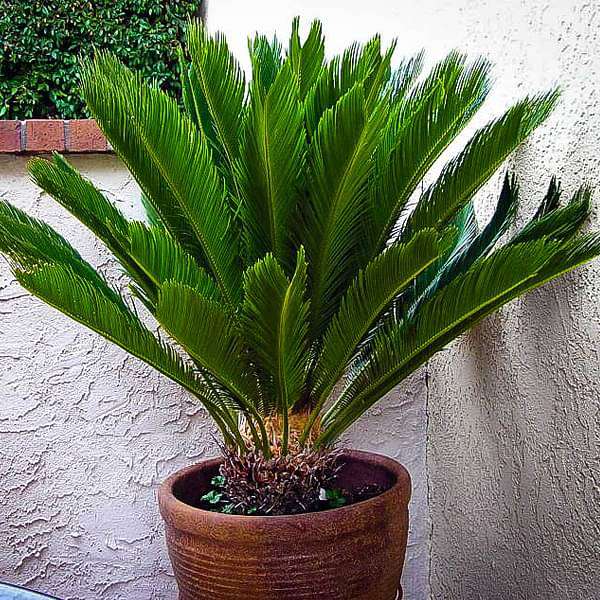 Cycad Plants collection featuring tropical and exotic cycad species for indoor gardens