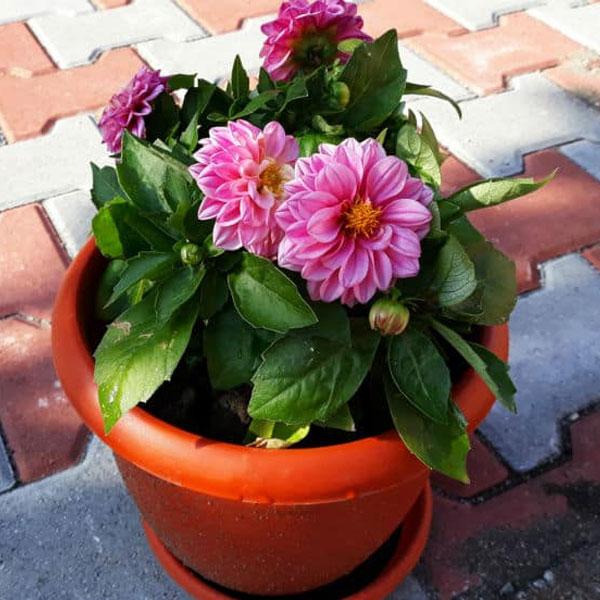 Colorful dahlia plants showcase the beauty of our Dahlia collection