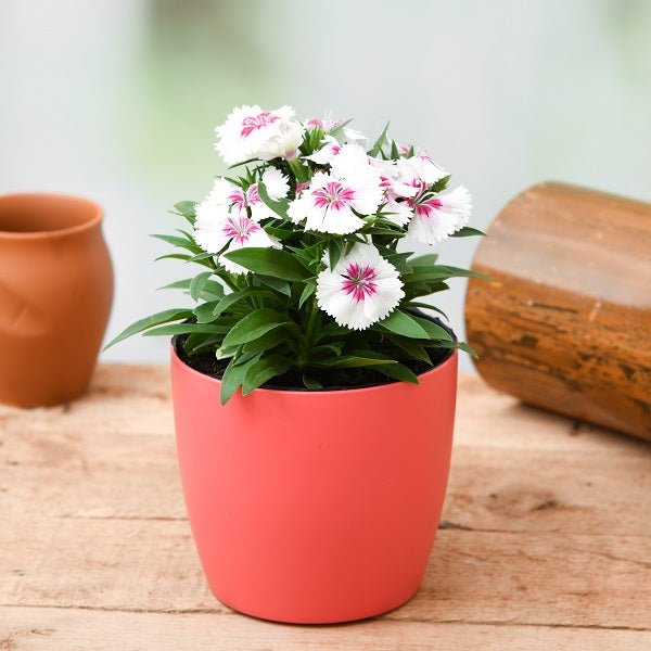 Blooming Dianthus plants featuring the collection's variety of pink and red flowers