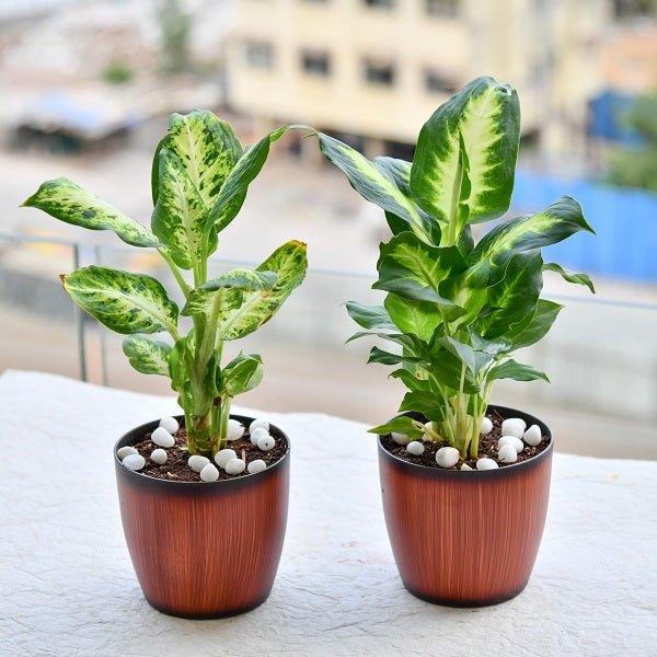 Vibrant Dieffenbachia dumb cane plants with variegated striped green foliage