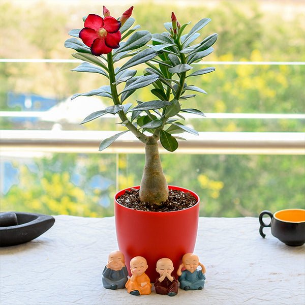 Beautiful Drought-Tolerant Plants collection showcasing thriving succulents, cacti, and desert botanicals