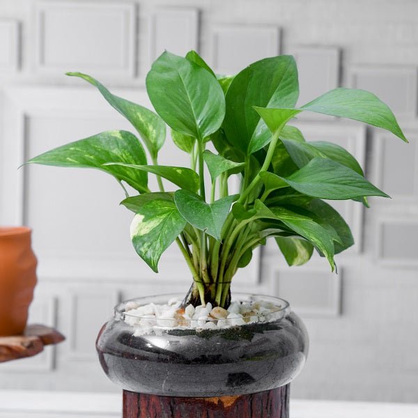 Easy to Grow Plants featuring beautiful low-maintenance houseplants and outdoor greenery