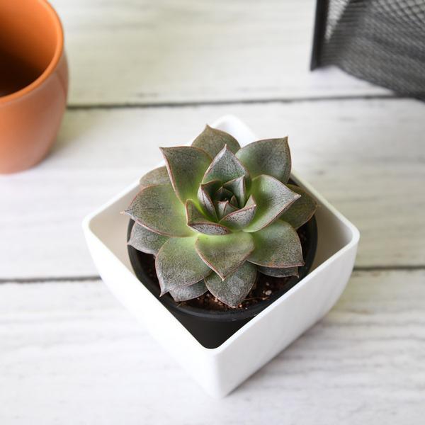 Echeveria succulent collection with layered rosettes in pink and green tones