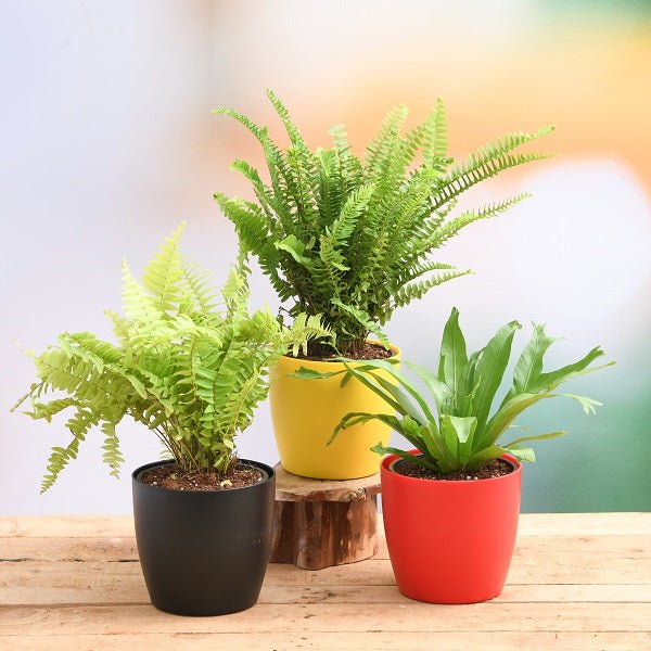 Lush tropical green ferns with delicate fronds in Ferns collection
