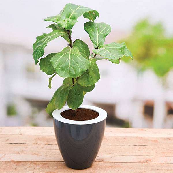 Fiddle Leaf Fig plant collection displaying lush green foliage with distinctive large leaves
