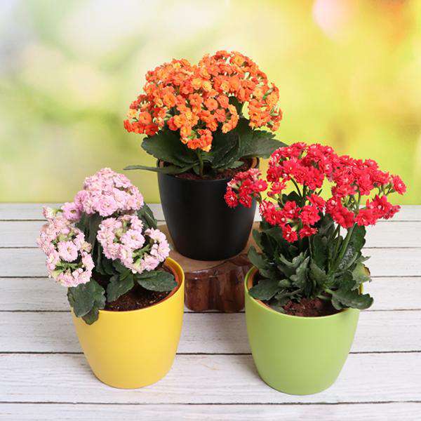 Flowering Plants Pack collection showcasing vibrant blooms and diverse botanical varieties