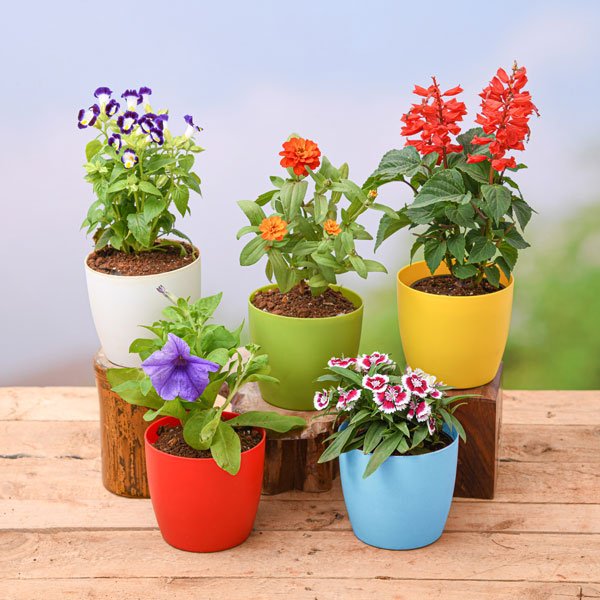 Vibrant flowering plants in full bloom showcase the Flowering Plants collection