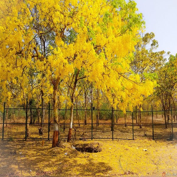 Flowering Trees with stunning spring blooms and colorful blossoms in natural settings