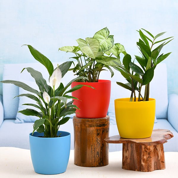Lush green foliage plants with vibrant leaves featured in the Foliage Plants collection