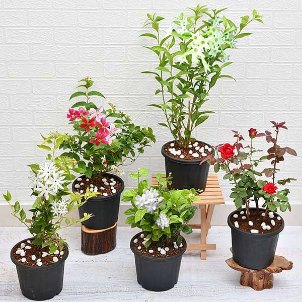 Fragrant Plants collection of aromatic flowers and scented foliage for gardens